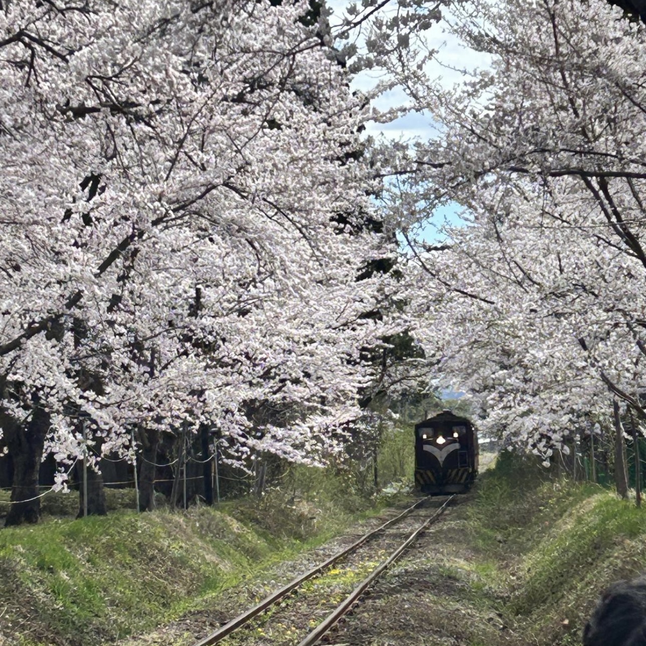 日本東北賞櫻好去處