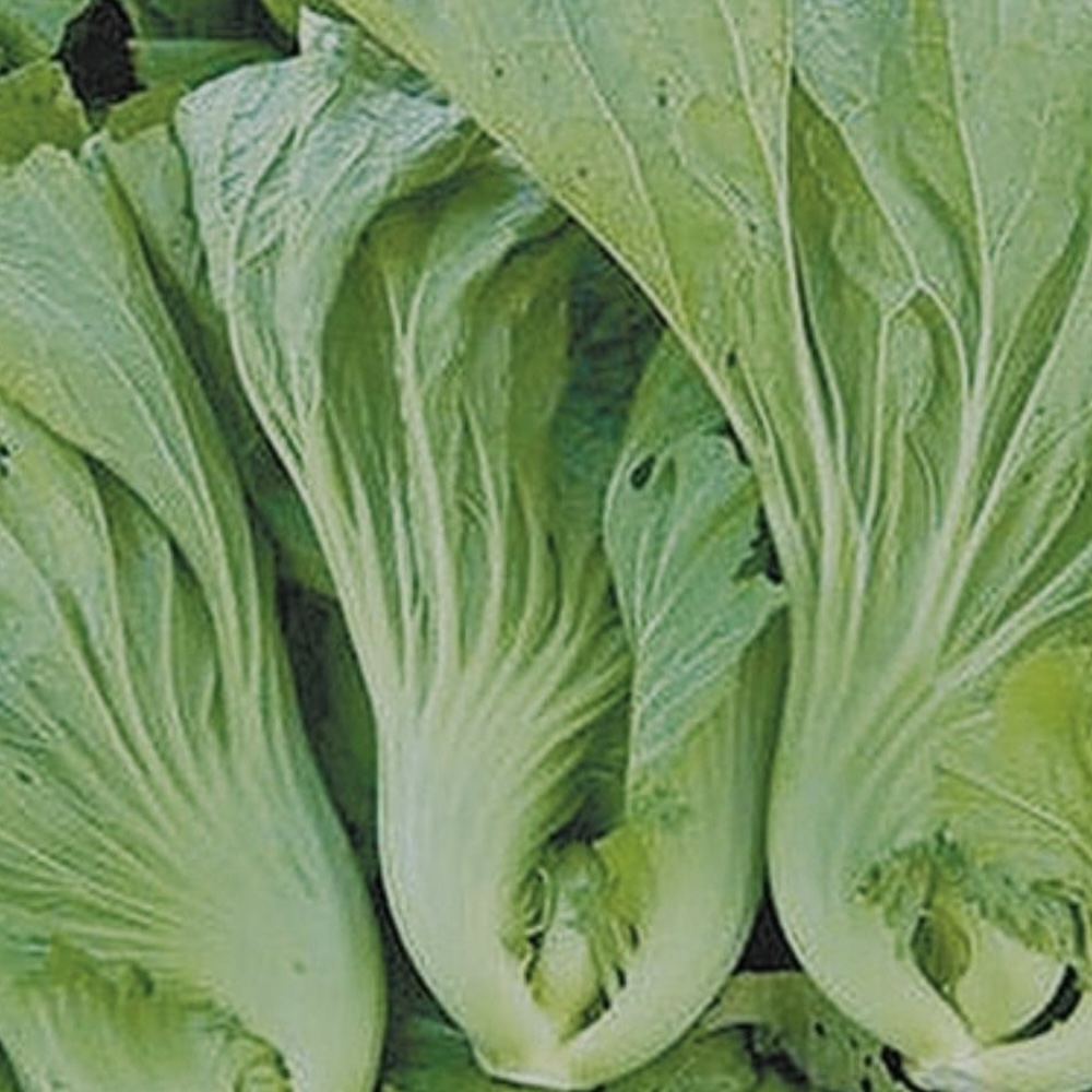 瓜菜食療談-芥菜 - Mark哥醫師